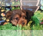 Small Photo #14 Yorkshire Terrier Puppy For Sale in AKRON, OH, USA