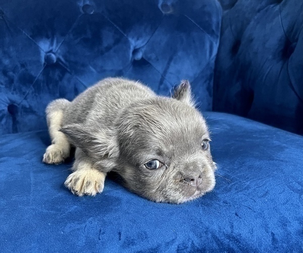 Medium Photo #4 French Bulldog Puppy For Sale in CORPUS CHRISTI, TX, USA