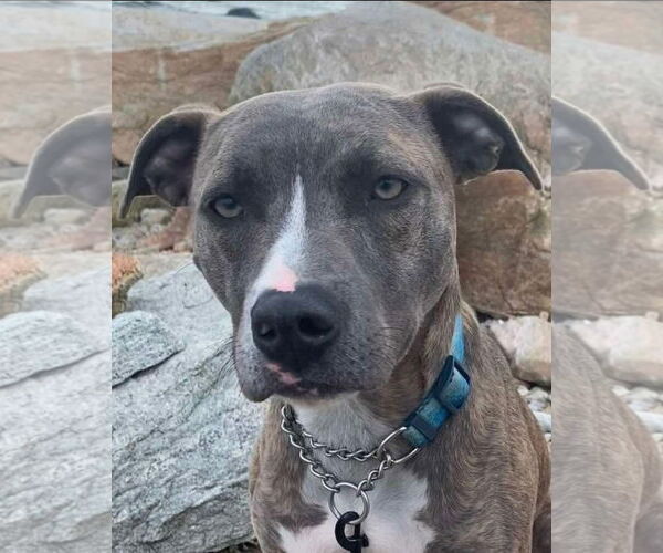 Medium Photo #4 American Pit Bull Terrier-Unknown Mix Puppy For Sale in Alexander, AR, USA
