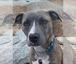 Small #3 American Pit Bull Terrier Mix
