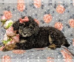 Small Photo #4 Bernedoodle Puppy For Sale in GLEN ROCK, PA, USA