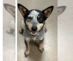 Mutt Dogs for adoption in Canton, CT, USA