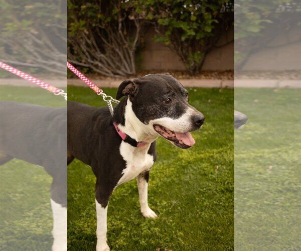 Medium Photo #2 Bullboxer Pit Puppy For Sale in Chandler, AZ, USA