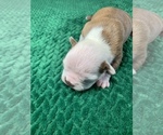 Small Photo #11 Boston Terrier Puppy For Sale in TULARE, CA, USA