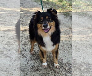 Australian Shepherd Dogs for adoption in Wetumpka, AL, USA