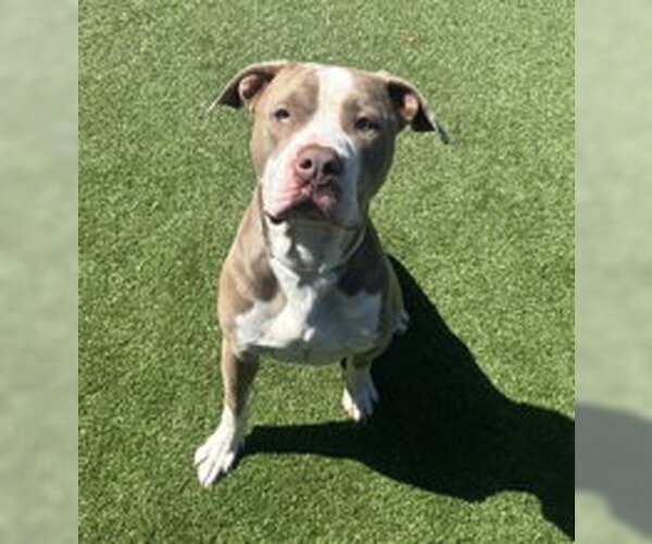 Medium Photo #1 American Pit Bull Terrier Puppy For Sale in Salinas, CA, USA