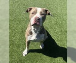 Small American Pit Bull Terrier
