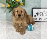 Small #3 Golden Retriever