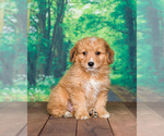 Small Photo #3 Aussiedoodle Miniature  Puppy For Sale in SHIPSHEWANA, IN, USA