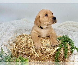 Labrador Retriever Puppy for sale in CYPRESS, TX, USA