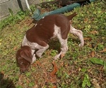 Small Photo #5 German Shorthaired Pointer Puppy For Sale in ALFORD, FL, USA