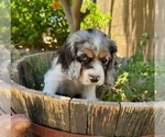 Small Photo #2 Cocker Spaniel Puppy For Sale in CHANDLER HEIGHTS, AZ, USA