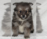 Small Photo #7 Pomsky Puppy For Sale in DENTON, TX, USA