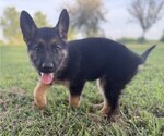 Puppy 7 German Shepherd Dog