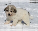 Small #12 Great Pyrenees