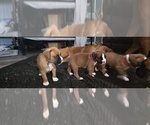 Small #5 Boxer