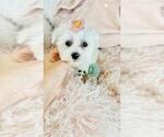 Small #8 Maltese