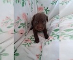 Small #4 German Malinois