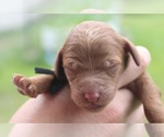 Puppy Prince Archie Poodle (Standard)