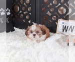 Small #2 Shih Tzu
