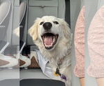 Small #5 Great Pyrenees