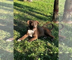 American Bully Puppy for Sale in HILTON, New York USA