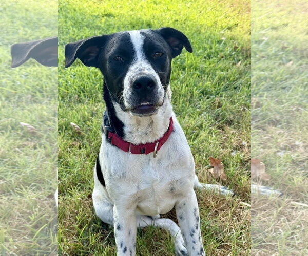 Medium Photo #2 Lab-Pointer Puppy For Sale in Wakefield, RI, USA