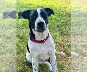 Junior Dot *LOCAL* - Male Lab-Pointer Dog for Adoption - Photo #2