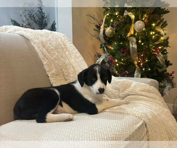 Medium Photo #2 Australian Shepherd-Unknown Mix Puppy For Sale in Grafton, WI, USA