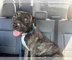 Small American Staffordshire Terrier Mix