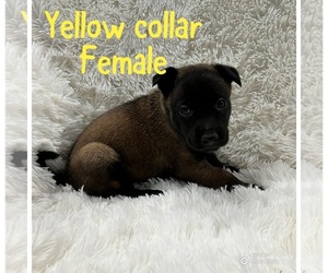 Belgian Malinois Puppy for Sale in BAKERSFIELD, California USA