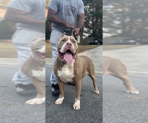 Mother of the American Bully puppies born on 03/21/2026