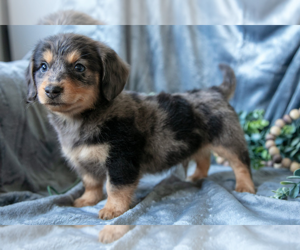 Medium Photo #8 Dachshund-Siberian Husky Mix Puppy For Sale in ELIZABETHTOWN, PA, USA