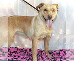 Small #3 Labrador Retriever