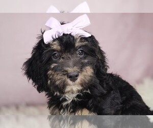 Aussiedoodle Puppy for sale in HOLDEN, MO, USA