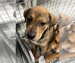 American Pit Bull Terrier-Unknown Mix Dogs for adoption in Pasadena, TX, USA