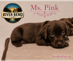 Puppy Ms Pink Labrador Retriever
