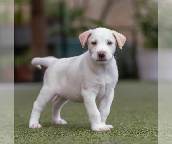 Medium Photo #4 Collie-Unknown Mix Puppy For Sale in San Diego, CA, USA