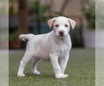 Small #3 Collie Mix