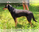 Small #2 Mutt