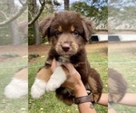 Small Photo #5 Miniature Australian Shepherd Puppy For Sale in LAGRANGE, GA, USA