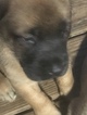 Small Photo #7 Mastiff Puppy For Sale in COPPERAS COVE, TX, USA