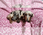 Small Photo #2 Dachshund Puppy For Sale in AIKEN, SC, USA