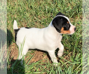 Jack Russell Terrier Puppy for sale in AMELIA COURT HOUSE, VA, USA