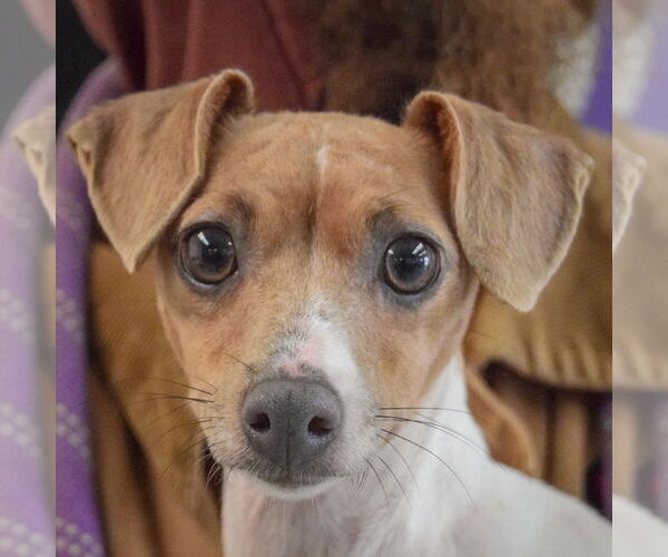 Medium Photo #6 Italian Greyhound-Unknown Mix Puppy For Sale in Huntley, IL, USA