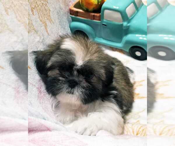 Medium Photo #2 Shih Tzu Puppy For Sale in O BRIEN, FL, USA
