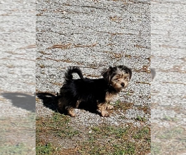 Medium Photo #19 Shorkie Tzu Puppy For Sale in NEVADA, TX, USA