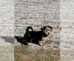Small Photo #19 Shorkie Tzu Puppy For Sale in NEVADA, TX, USA