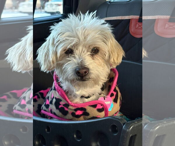 Medium Photo #1 Mutt Puppy For Sale in New London, WI, USA