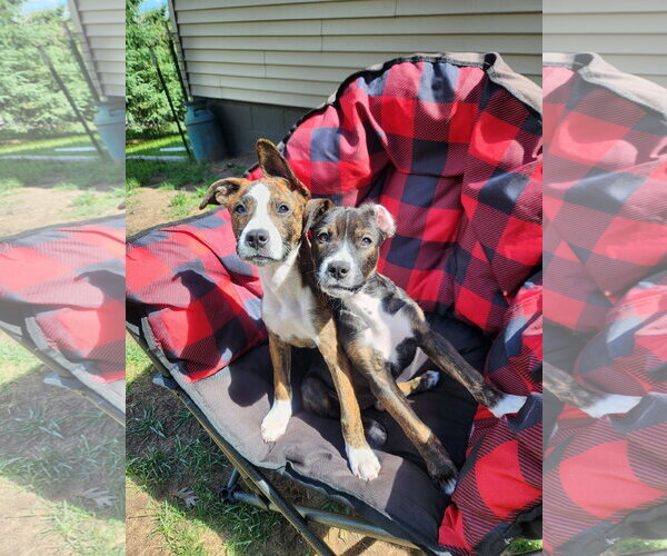 Medium Photo #2 Boxer-Unknown Mix Puppy For Sale in Cottage Grove, MN, USA